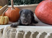 Mason, a male Miniature Schnauzer for sale in Niangua, MO – 3 of 5