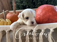 Willy, a male Havanese for sale in Niangua, MO – 3 of 6