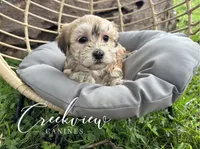 Karla, a female Havanese for sale in Niangua, MO – 3 of 8