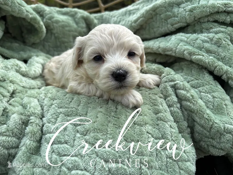Louisa – Havachon puppy for sale in Niangua, MO