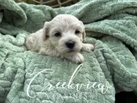 Louisa, a female Havachon for sale in Niangua, MO – 1 of 4