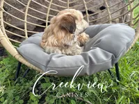 Karla, a female Havanese for sale in Niangua, MO – 5 of 8