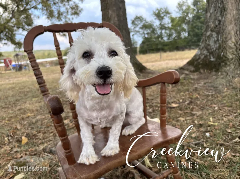 Louisa – Havachon puppy for sale in Niangua, MO