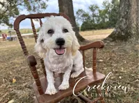 Louisa * Spay Included*, a female Havachon for sale in Niangua, MO – 1 of 10