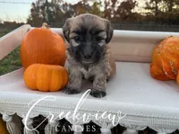 Delta, a female Havanese for sale in Niangua, MO – Photo 5 of 5