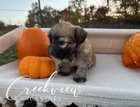 Delta, a female Havanese for sale in Niangua, MO – Photo 4 of 5