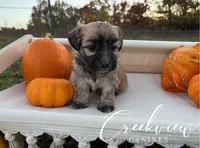 Delta, a female Havanese for sale in Niangua, MO – Photo 1 of 5