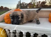 Delta, a female Havanese for sale in Niangua, MO – Photo 2 of 5