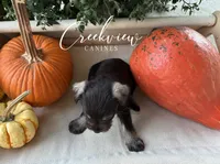 Magnolia, a female Miniature Schnauzer for sale in Niangua, MO – 4 of 6