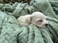 Amy, a female Havachon for sale in Niangua, MO – 4 of 5