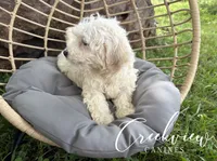 Beth, a female Havachon for sale in Niangua, MO – 4 of 8