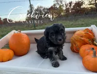 Dodie, a female Havanese for sale in Niangua, MO – Photo 1 of 4