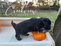 Dodie, a female Havanese for sale in Niangua, MO – Photo 3 of 4