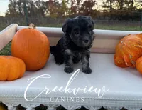 Dodie, a female Havanese for sale in Niangua, MO – Photo 4 of 4