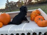 Dodie, a female Havanese for sale in Niangua, MO – Photo 2 of 4