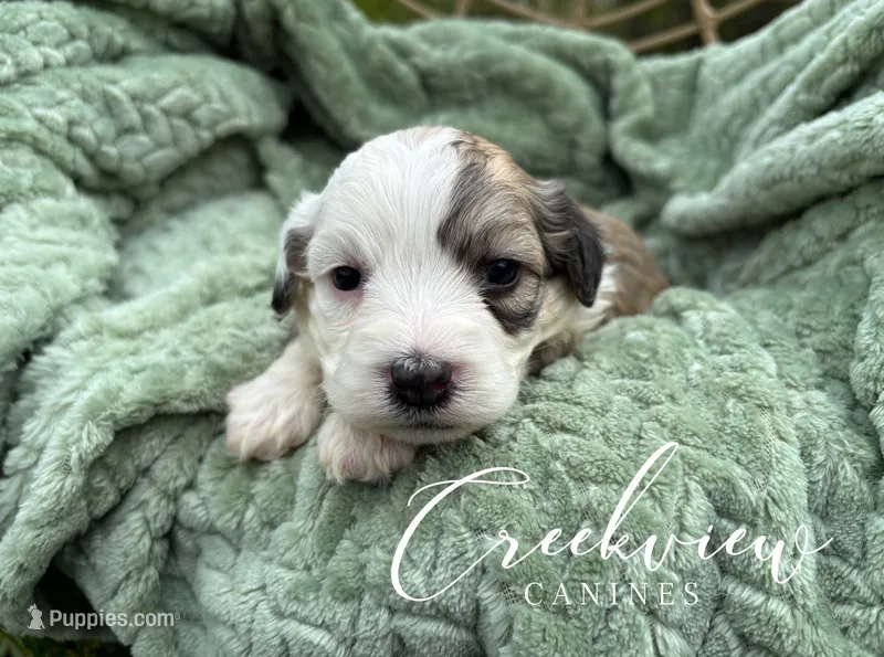 Jo – Havachon puppy for sale in Niangua, MO