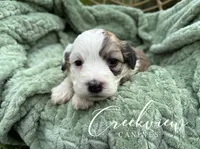Jo, a female Havachon for sale in Niangua, MO – 1 of 9