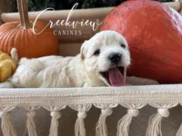 Laura, a male Havanese for sale in Niangua, MO – 4 of 5