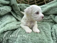 Meg, a female Havachon for sale in Niangua, MO – 4 of 6