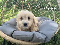 Nugget, a male Havapoo for sale in Niangua, MO – 3 of 6