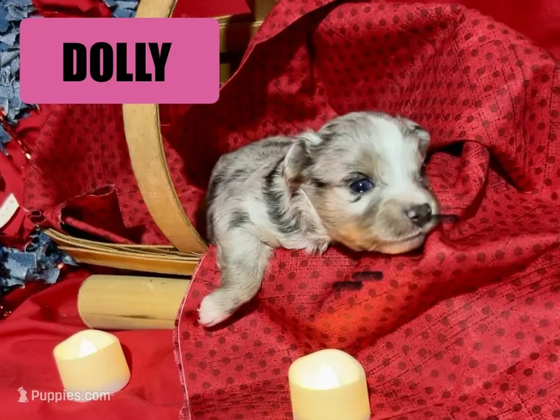 Dolly