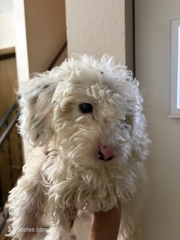 Mayo – Poodle - Miniature  puppy for sale in Oak Creek, WI