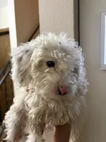 Mayo, a male Poodle - Miniature  for sale in Oak Creek, WI – 1 of 3