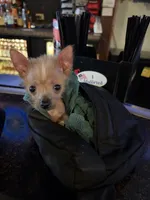Pony, a female Chihuahua and Chinese Crested for sale in Oak Creek, WI – 4 of 4