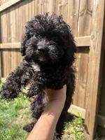 Sesame , a male Poodle - Miniature  for sale in Oak Creek, WI – 2 of 3
