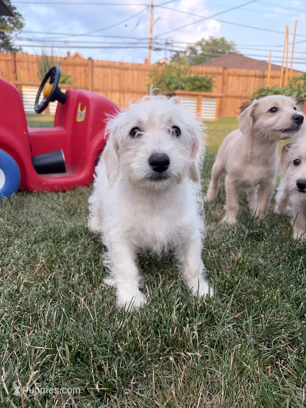Snickers – Miniature Schnauzer, Schnoodle puppy for sale in Oak Creek, WI