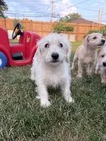 Snickers, a male Miniature Schnauzer and Schnoodle for sale in Oak Creek, WI – 1 of 5