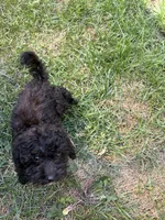 Sesame , a male Poodle - Miniature  for sale in Oak Creek, WI – 3 of 3