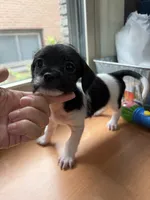Cow, a male Miniature Schnauzer and Chihuahua for sale in Oak Creek, WI – 2 of 3
