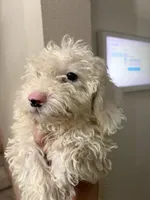 Mayo, a male Poodle - Miniature  for sale in Oak Creek, WI – 3 of 3