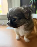 Carl, a male Chihuahua for sale in Oak Creek, WI – 2 of 3