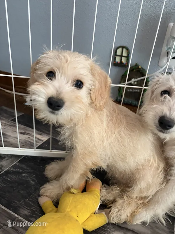 Snickers – Miniature Schnauzer, Schnoodle puppy for sale in Oak Creek, WI