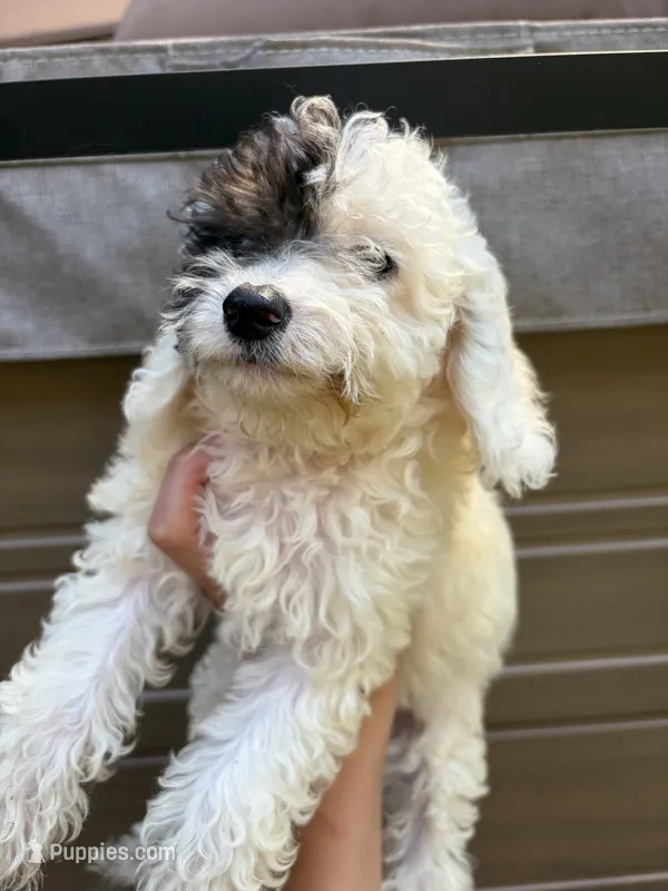 Cheese – Poodle - Miniature  puppy for sale in Oak Creek, WI