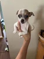 Nala, a female Chihuahua for sale in Oak Creek, WI – 2 of 3