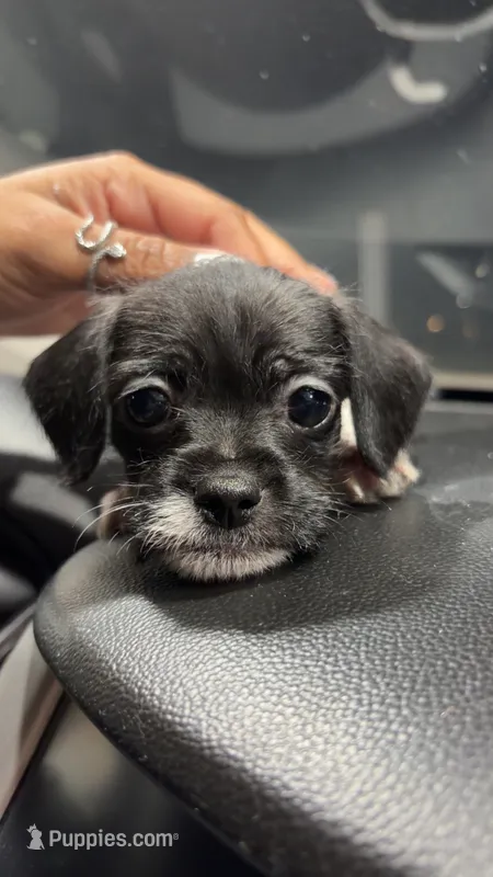 Cow – Miniature Schnauzer, Chihuahua puppy for sale in Oak Creek, WI