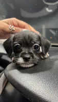 Cow, a male Miniature Schnauzer and Chihuahua for sale in Oak Creek, WI – 1 of 3
