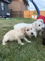 Snickers, a male Miniature Schnauzer and Schnoodle for sale in Oak Creek, WI – 2 of 5