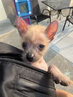 Pony, a female Chihuahua and Chinese Crested for sale in Oak Creek, WI – 1 of 4