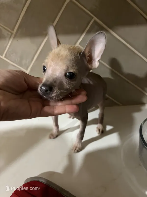 Pony – Chihuahua, Chinese Crested puppy for sale in Oak Creek, WI