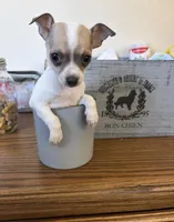 Lola, a female Chihuahua for sale in Oak Creek, WI – 2 of 2