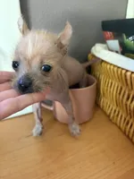 Pony, a female Chihuahua and Chinese Crested for sale in Oak Creek, WI – 3 of 4