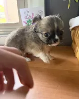 Carl, a male Chihuahua for sale in Oak Creek, WI – 3 of 3