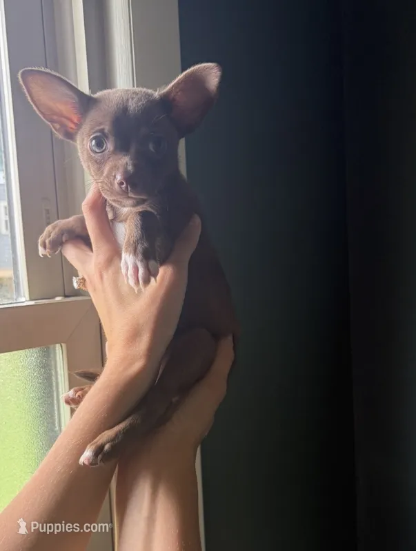 Dev – Chihuahua puppy for sale in Oak Creek, WI