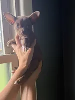 Dev, a male Chihuahua for sale in Oak Creek, WI – 1 of 1