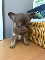 Ham bone, a male Chihuahua for sale in Oak Creek, WI – 3 of 4