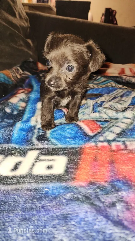 Mika – Chihuahua puppy for sale in Oak Creek, WI